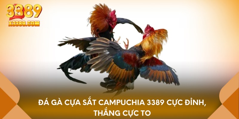 Đá gà cựa sắt Campuchia 3389 cực đỉnh, thắng cực to