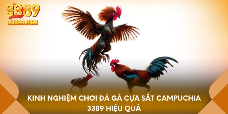 Kinh nghiệm chơi đá gà cựa sắt campuchia 3389 hiệu quả