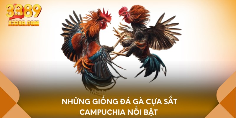 Những giống đá gà cựa sắt campuchia nổi bật