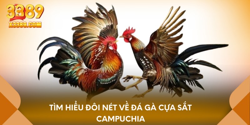 Tìm hiểu đôi nét về đá gà cựa sắt campuchia